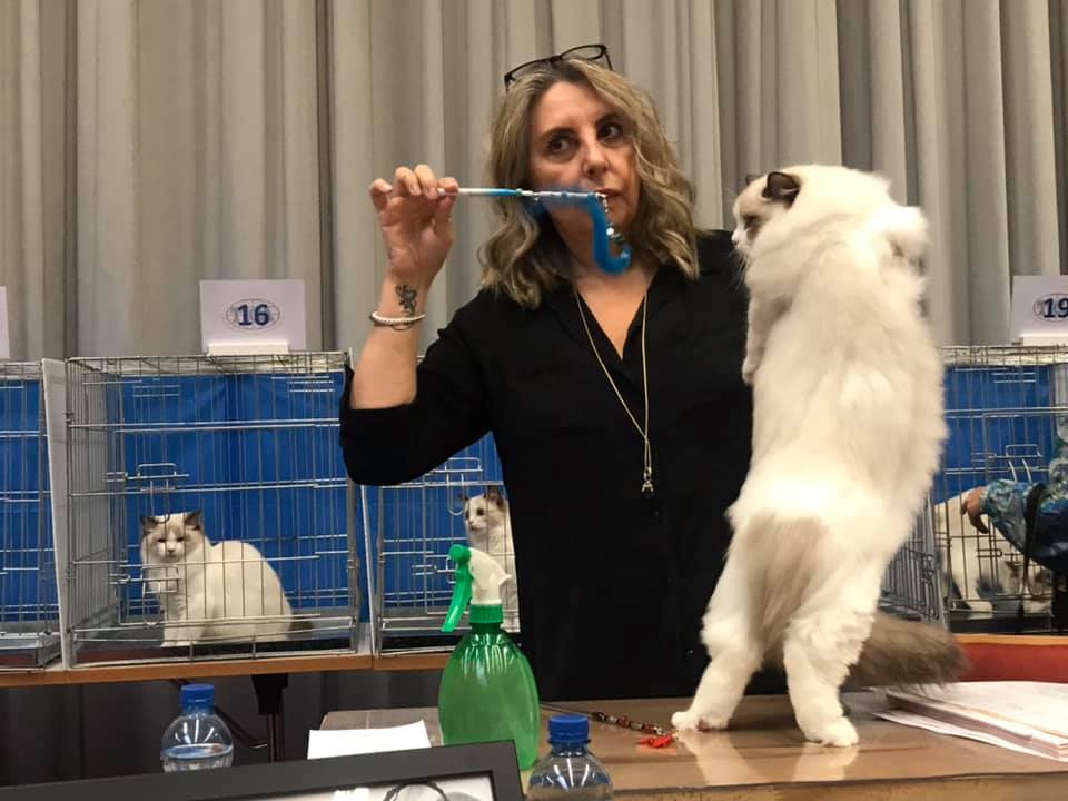 /images/Galeria/Kiállítások (Cat shows)/72881822_945988139102214_2796234133028732928_n.jpg